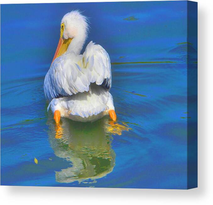 Pelican Canvas Print featuring the photograph American White Pelican by Alison Belsan Horton