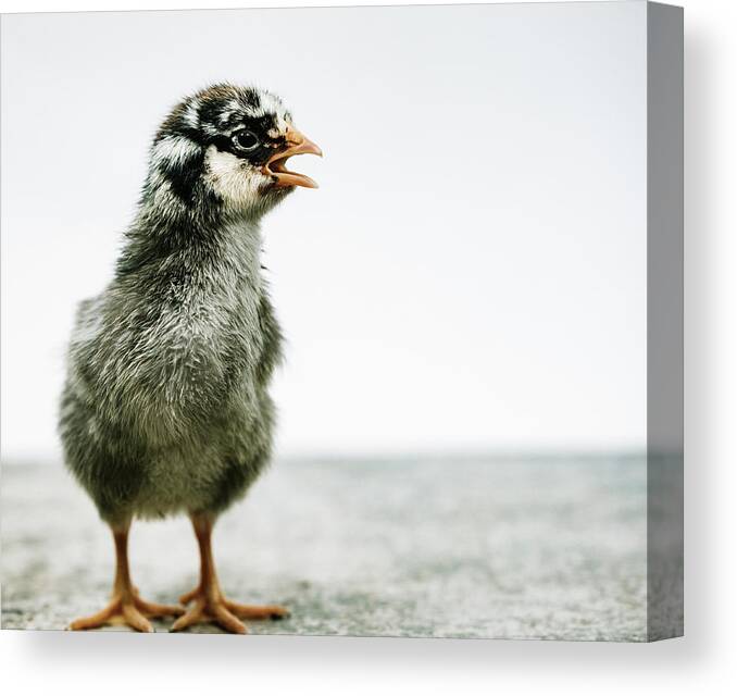 Chick Canvas Print featuring the photograph Baby Chicken Clucking by Ada Weyland