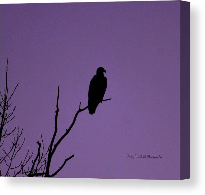 Eagle Canvas Print featuring the photograph Bald Eagle in Silhouette by Mary Walchuck