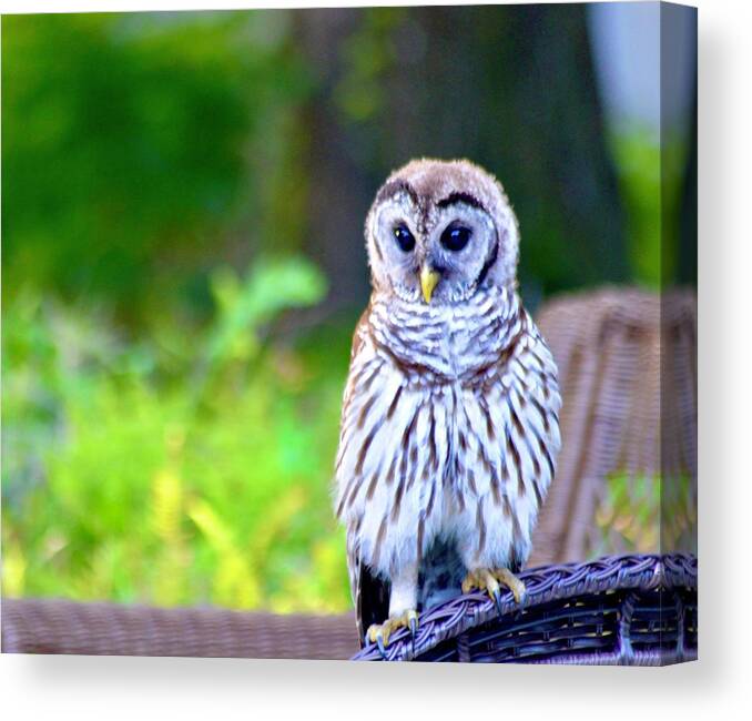 Barred Owl Beauty Canvas Print featuring the photograph Barred Owl Beauty by Warren Thompson