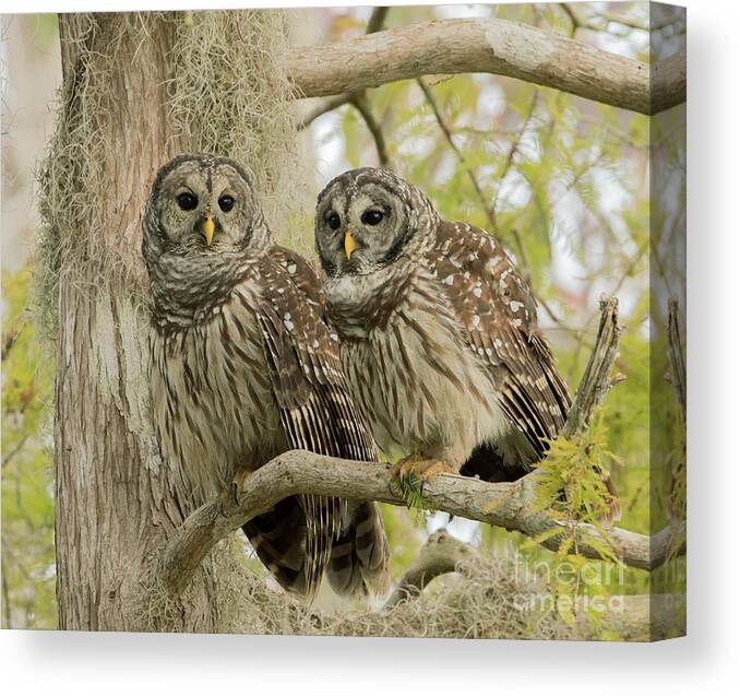 Ron Bielefeld Canvas Print featuring the photograph Barred Owl Pair by Ron Bielefeld