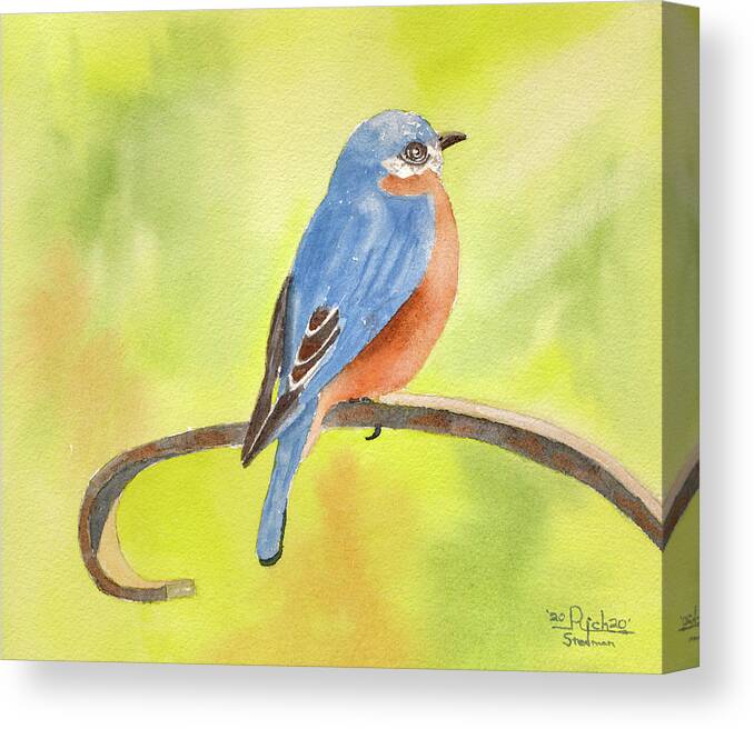 Bluebird Canvas Print featuring the painting Barry Bluebird by Richard Stedman