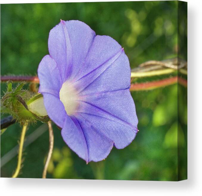 Blue Morning Glory Canvas Print featuring the photograph Blue Morning Glory by Iris Richardson