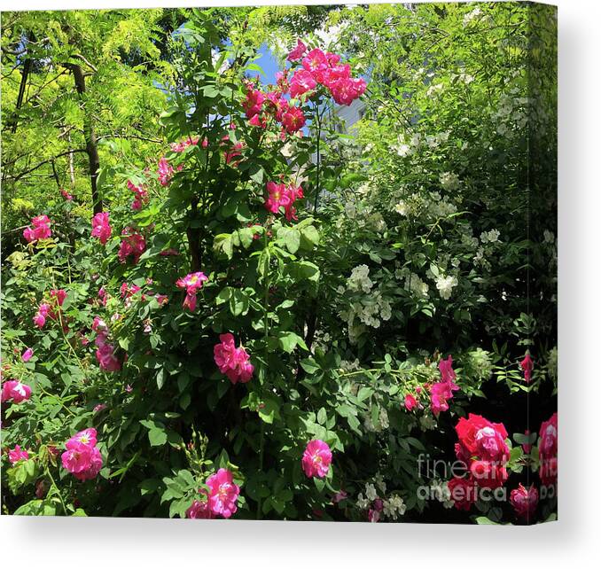 Bouquet Canvas Print featuring the photograph A Dozen Roses by Albert Massimi
