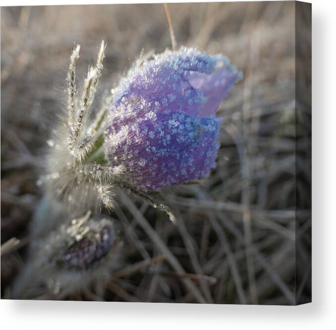 Frost Canvas Print featuring the photograph Dawn Frost On A Spring Crocus by Karen Rispin