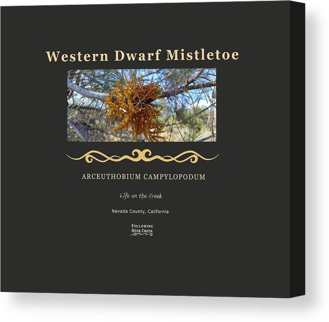 Mistletoe Canvas Print featuring the digital art Dwarf Mistletoe by Lisa Redfern