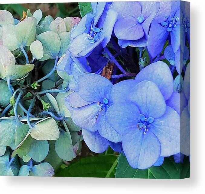 Fading Colors Canvas Print featuring the photograph Fading Colors by Christina McGoran