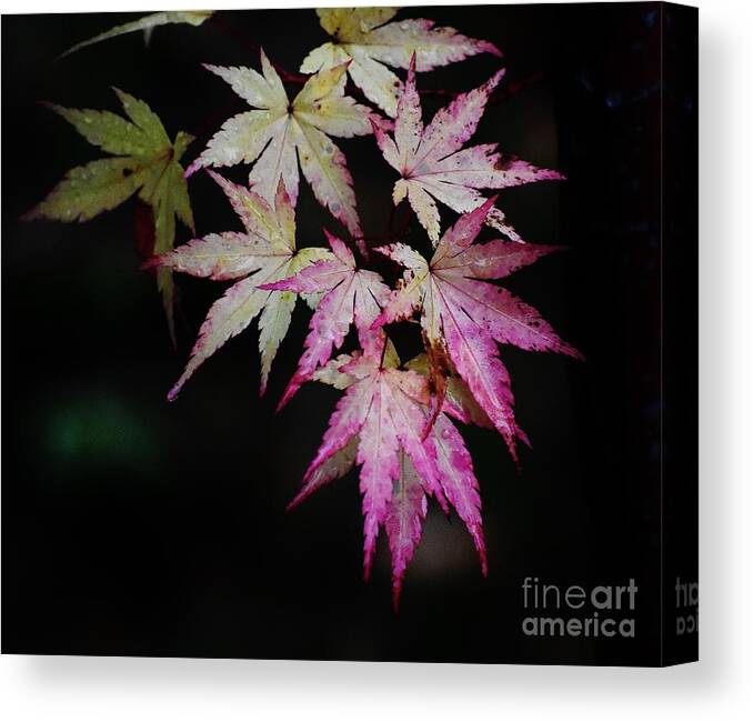 Fall Canvas Print featuring the photograph Fall - The decay of life by Jimmy Chuck Smith