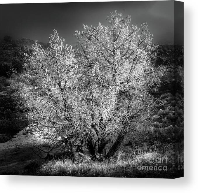 Hoar Frost Canvas Print featuring the photograph Foggy Frost by Doug Sturgess