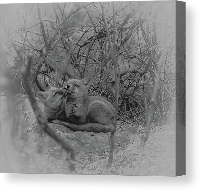Fox Canvas Print featuring the photograph Fox Kits Black and White by Bruce Pritchett