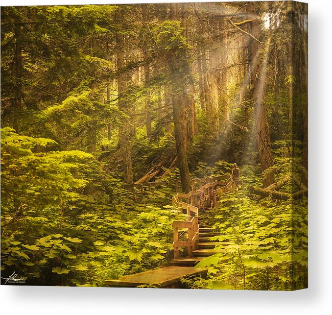 Boardwalk Canvas Print featuring the photograph Giant Cedars by Phil And Karen Rispin