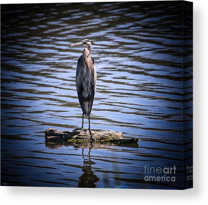 Heron Canvas Print featuring the photograph Great Blue Heron by Veronica Batterson