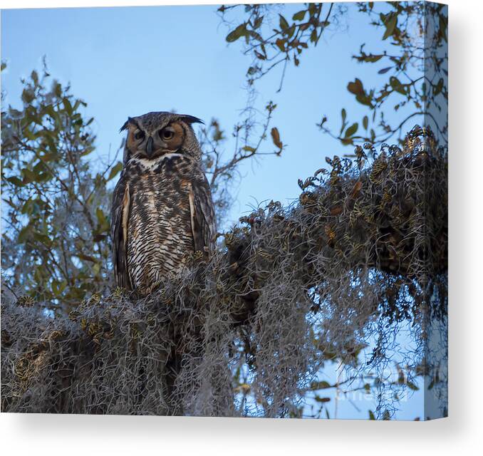 Owl Canvas Print featuring the photograph Great Horned Owl 2 by L Bosco