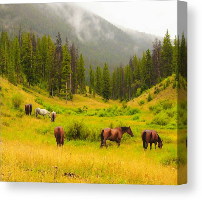 Horses Canvas Print featuring the photograph Horse Valley by FD Graham