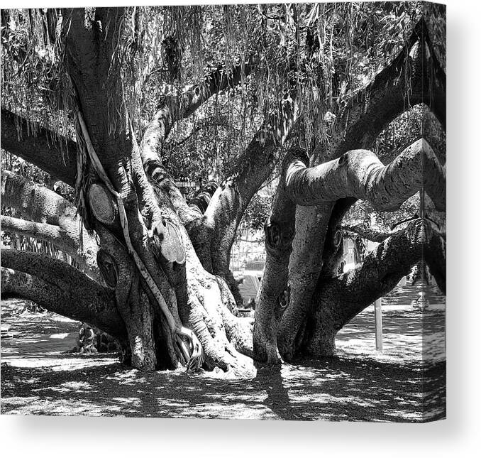 Photograph B&w Tree Banyan Canvas Print featuring the photograph Main Trunk Banyan Tree by Beverly Read