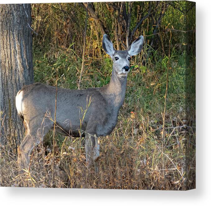 Doe Canvas Print featuring the photograph Mule deer doe by Phil And Karen Rispin