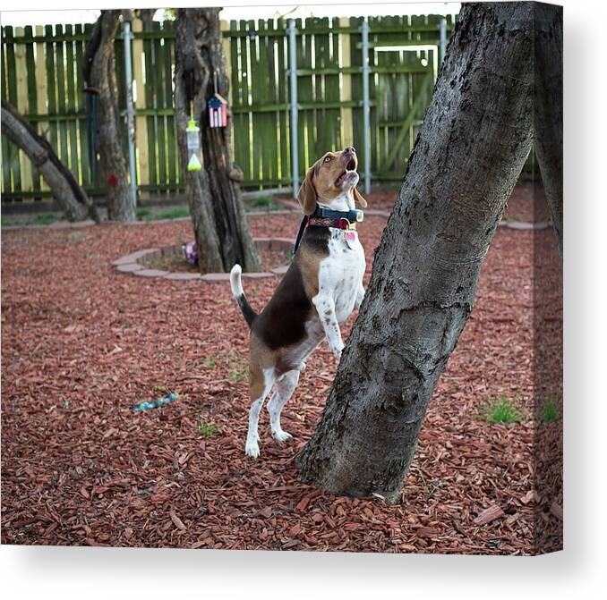 Dog Canvas Print featuring the photograph My Yard by C Winslow Shafer