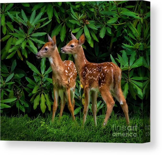Deer Canvas Print featuring the photograph Oh, deer... We have been spotted. by Shelia Hunt
