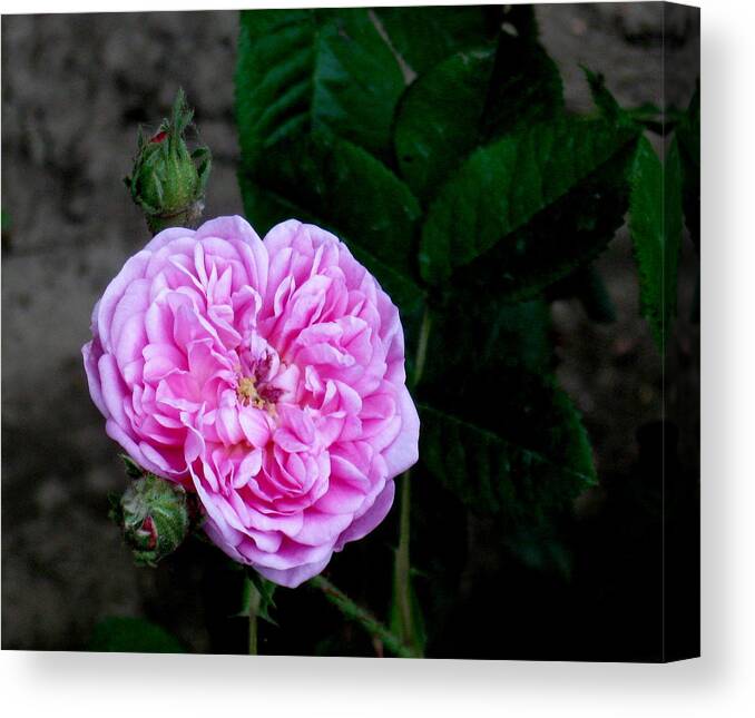 Rose Canvas Print featuring the photograph Petite Lisette by Katie Keenan