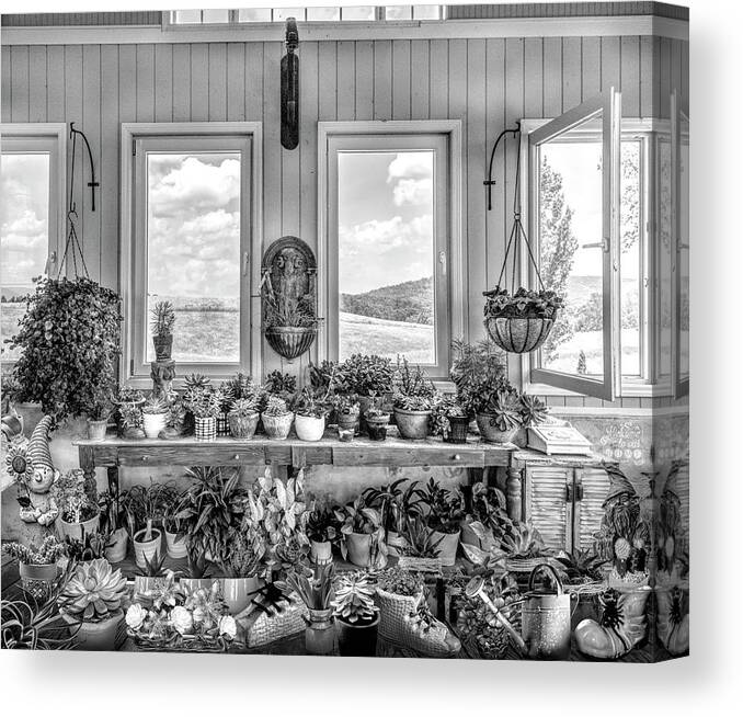 Barns Canvas Print featuring the photograph Plants in the Vineyard Greenhouse Window Black and White by Debra and Dave Vanderlaan