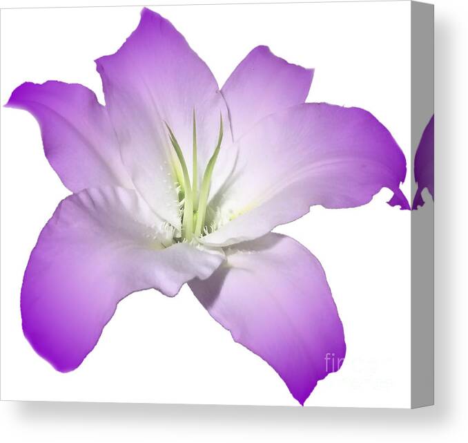 Purple Canvas Print featuring the photograph Purple Lily Flower by Delynn Addams