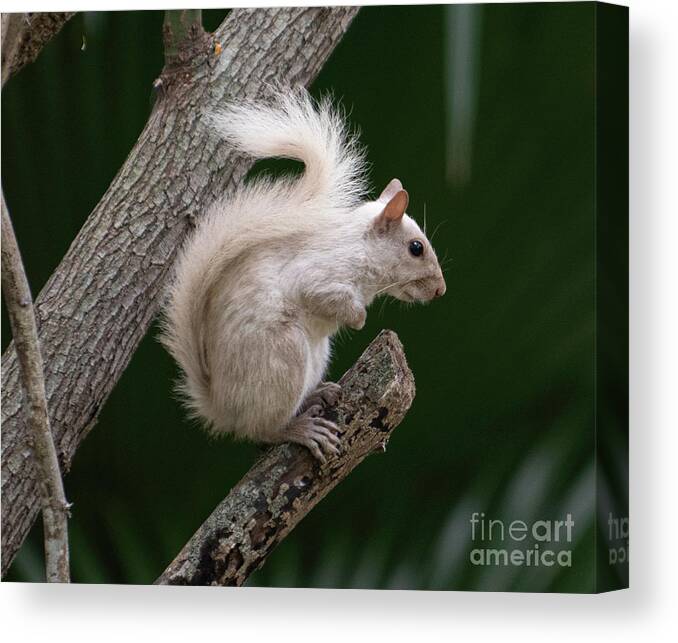 Extremely Rare White Squirrel Canvas Print featuring the photograph Rare White Squirrel - Looking for Nuts - Lunch Break by Dale Powell
