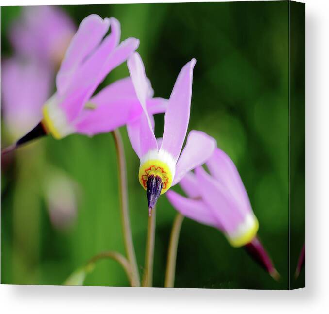 Flowers Canvas Print featuring the photograph Shooting Stars by Bob Falcone