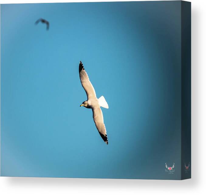 Gull Canvas Print featuring the photograph Soaring by Pam Rendall