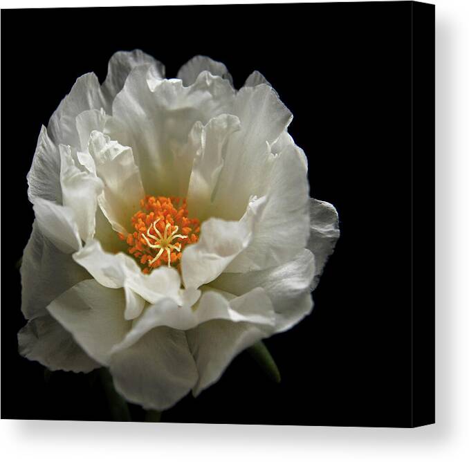 Moss-rose Canvas Print featuring the photograph Soft and Pure by Judy Vincent