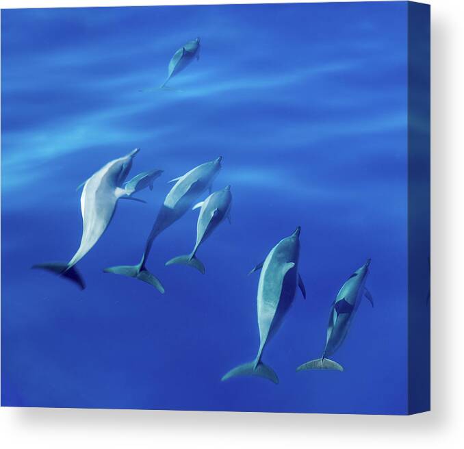 Animal Canvas Print featuring the photograph Spinner dolphins off coast of Kauai with leader clearly winning by Steven Heap