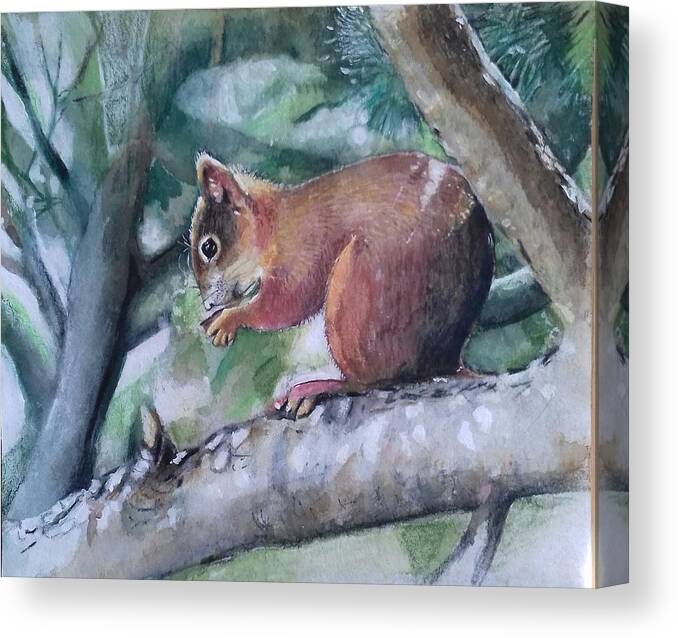 Squirrel Canvas Print featuring the drawing Squirrel eating a nut. by Carolina Prieto Moreno