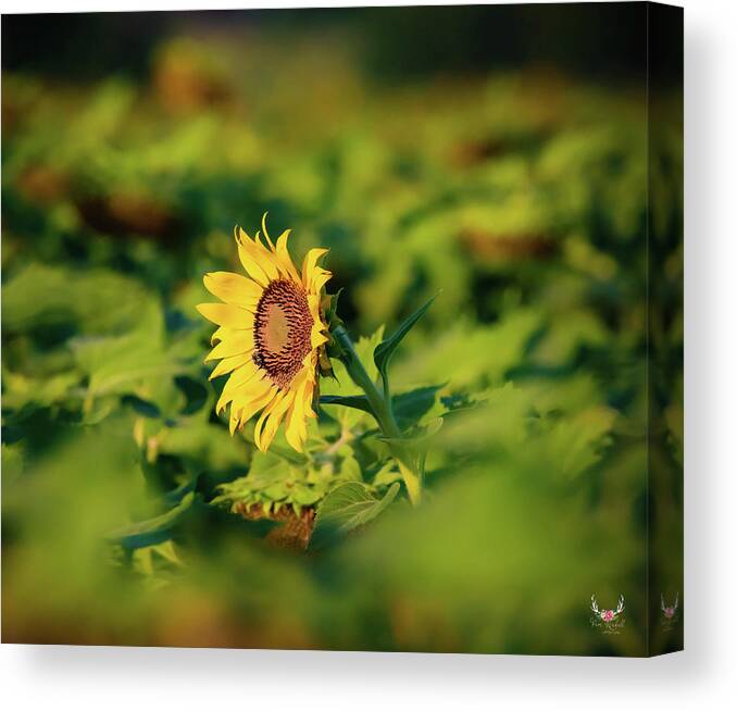 Sunflower Canvas Print featuring the photograph Stand Out from the Crowd by Pam Rendall