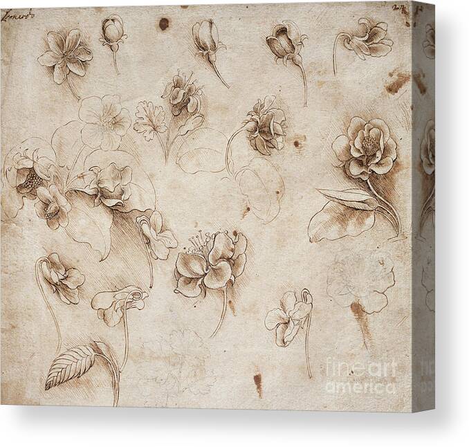 Leonardo Canvas Print featuring the drawing Study of flowers by Da Vinci by Leonardo Da Vinci