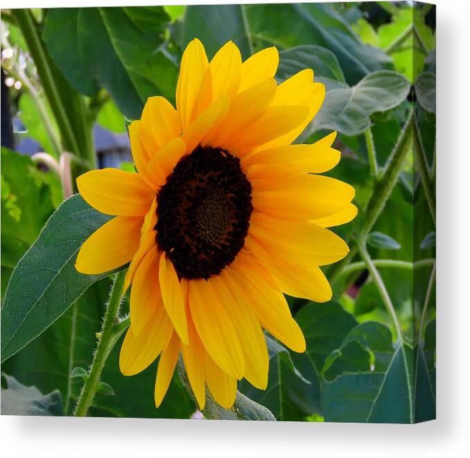 Flowers Canvas Print featuring the photograph Sunflower - Two by Linda Stern