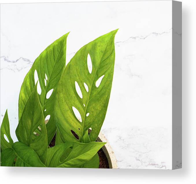 Swiss Cheese Plant Canvas Print featuring the photograph Swiss Cheese Plant by Jennifer Walsh