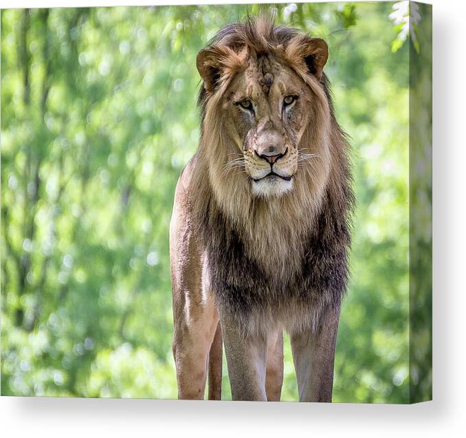 Lion Canvas Print featuring the photograph The king by Robert Miller