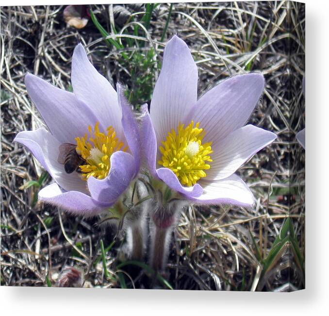 Flower Canvas Print featuring the photograph The Prairie Crocus by Katie Keenan