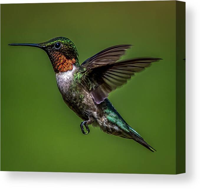 Animal Canvas Print featuring the photograph The Ruby by Brian Shoemaker