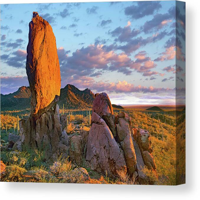 Tim Fitzharris Canvas Print featuring the photograph Tucson Mountains, Saguaro National Park, Arizona by Tim Fitzharris