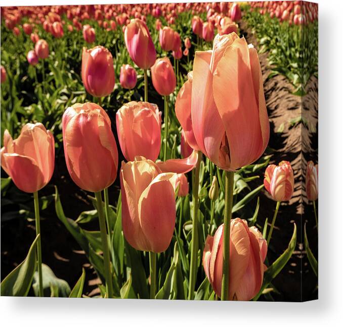 Oregon Canvas Print featuring the photograph Tulips #5 by Greg Waddell