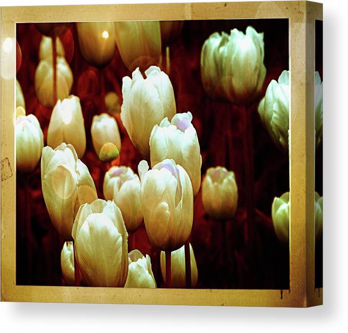 Tulips Canvas Print featuring the photograph Tulips Garden Hibster by Michelle Liebenberg