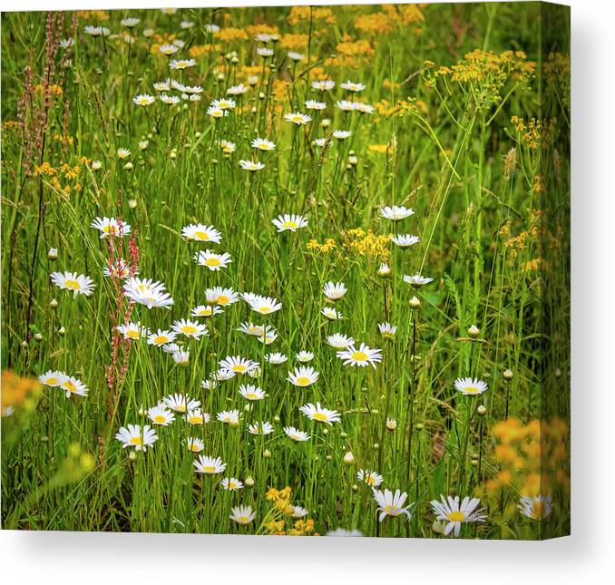 Wild Daisy River Canvas Print featuring the photograph Wild Daisy River South Carolina by Bellesouth Studio