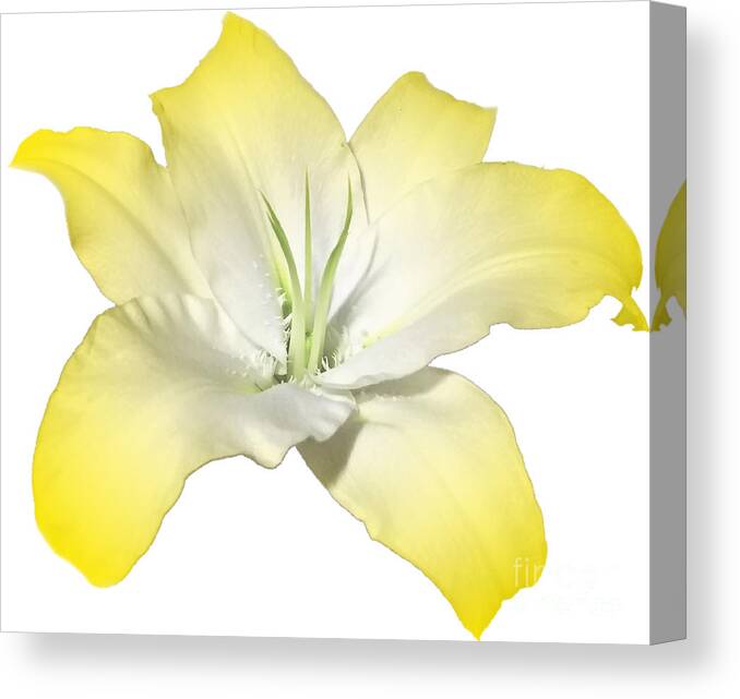 Yellow Canvas Print featuring the photograph Yellow Lily Flower Best for Shirts and Bags by Delynn Addams