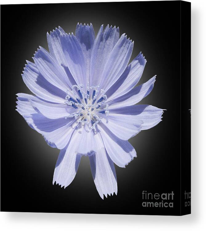 Blue. Cichorium Intybus Canvas Print featuring the photograph Cichorium intybus by Tony Cordoza