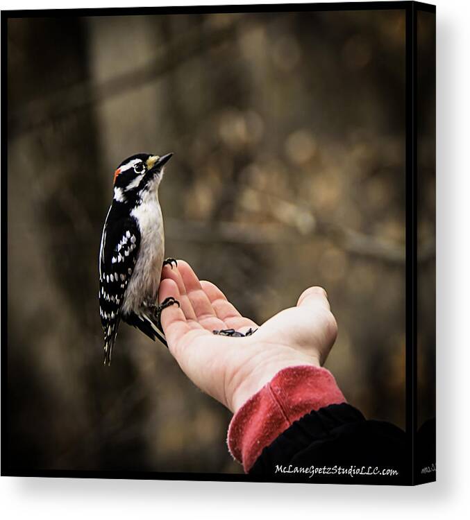 Usa Canvas Print featuring the photograph Downy Woodpecker in hand by LeeAnn McLaneGoetz McLaneGoetzStudioLLCcom