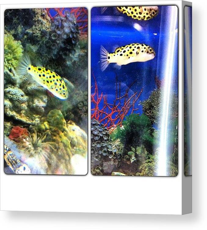 Randomgram Canvas Print featuring the photograph 😊 #fish #marinelife #animal #aquatic by Amber Baby