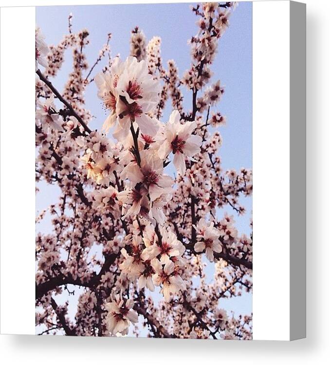 Goexplore Canvas Print featuring the photograph 🌸 by Kristina Zhylenkova