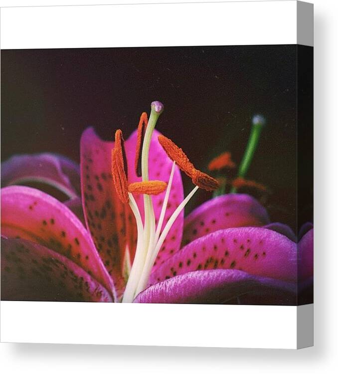 Mycolumbus Canvas Print featuring the photograph • 'lilium Stargazer Oriental Lily' by Jayna Wallace