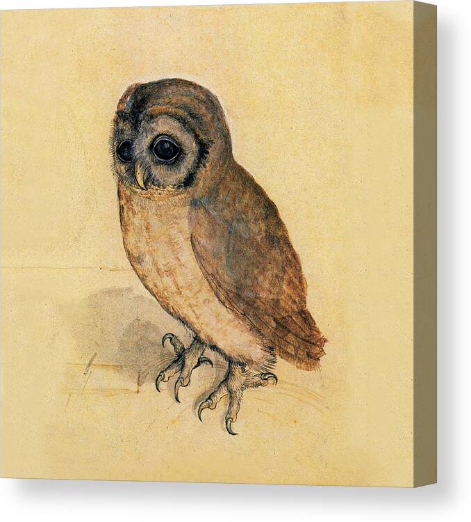 Owl Canvas Print featuring the painting Little Owl by Albrecht Durer