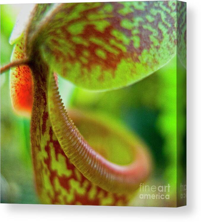 Heiko Canvas Print featuring the photograph Pitcher Plants 2 by Heiko Koehrer-Wagner